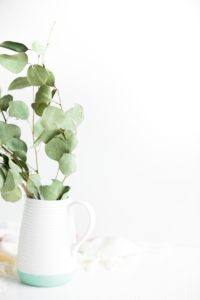 white pitcher holding a plant